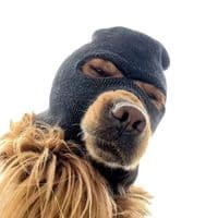 ski mask dog_coin