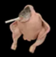 smoking chicken fish_coin