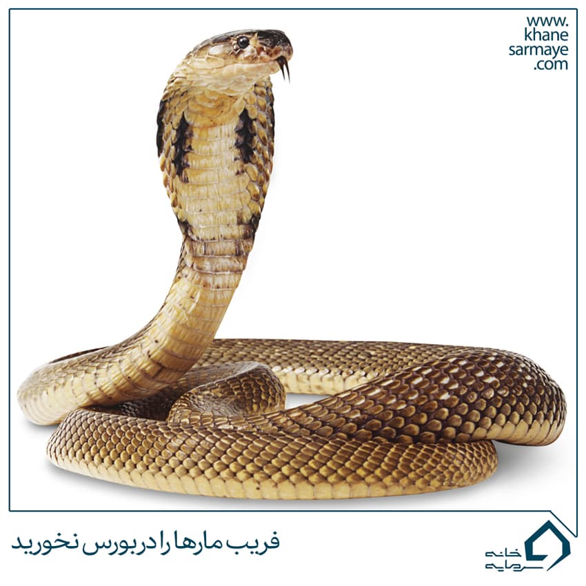 فریب مارها را در بورس نخورید، ۵ توصیه مهم برای سرمایه گذاران بورسی
