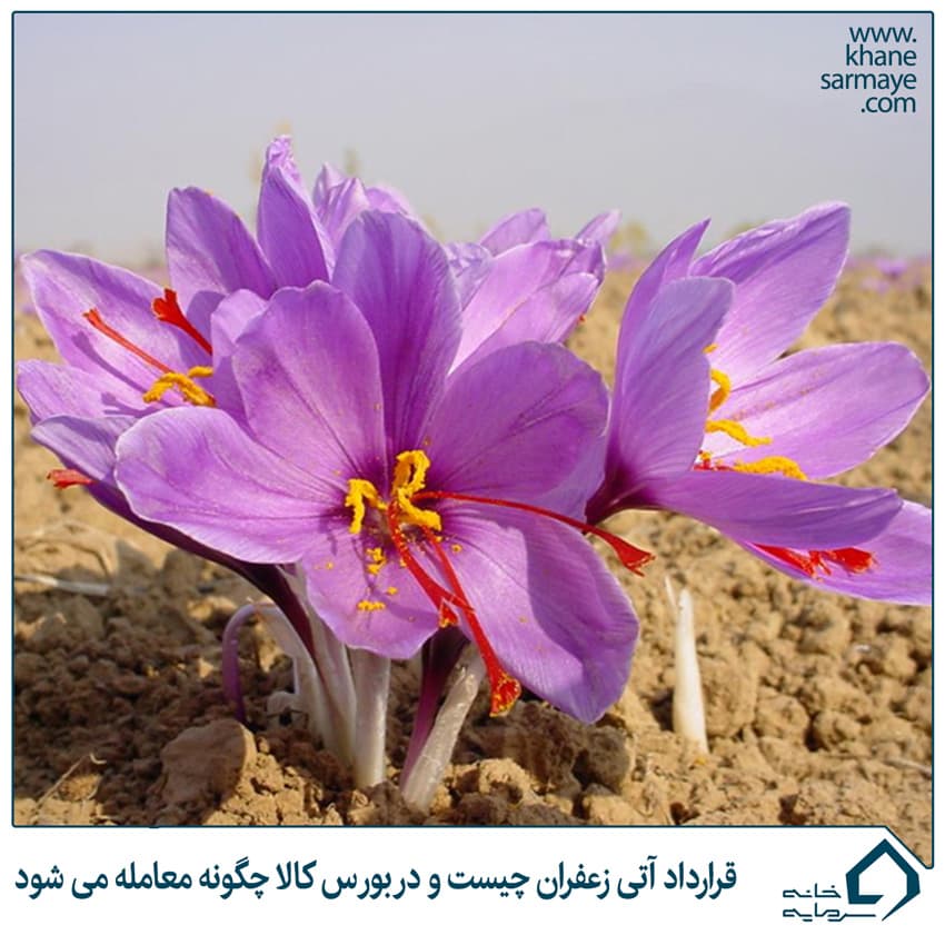 قرارداد آتی زعفران چیست و در بورس کالا چگونه معامله می شود